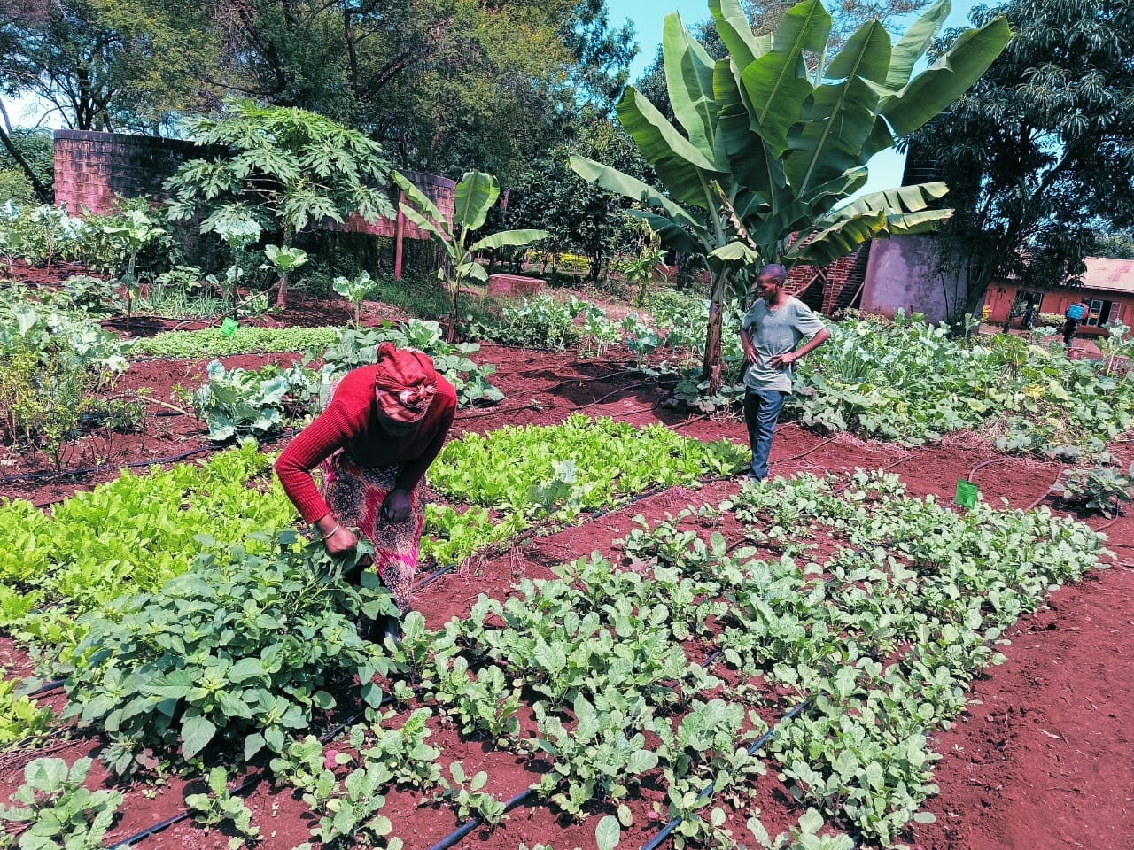 Garden progress